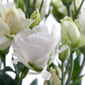 Lisianthus-Minilisi-White-Double-3