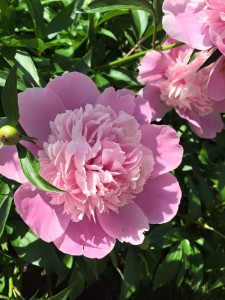 peonies 