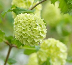 viburnum